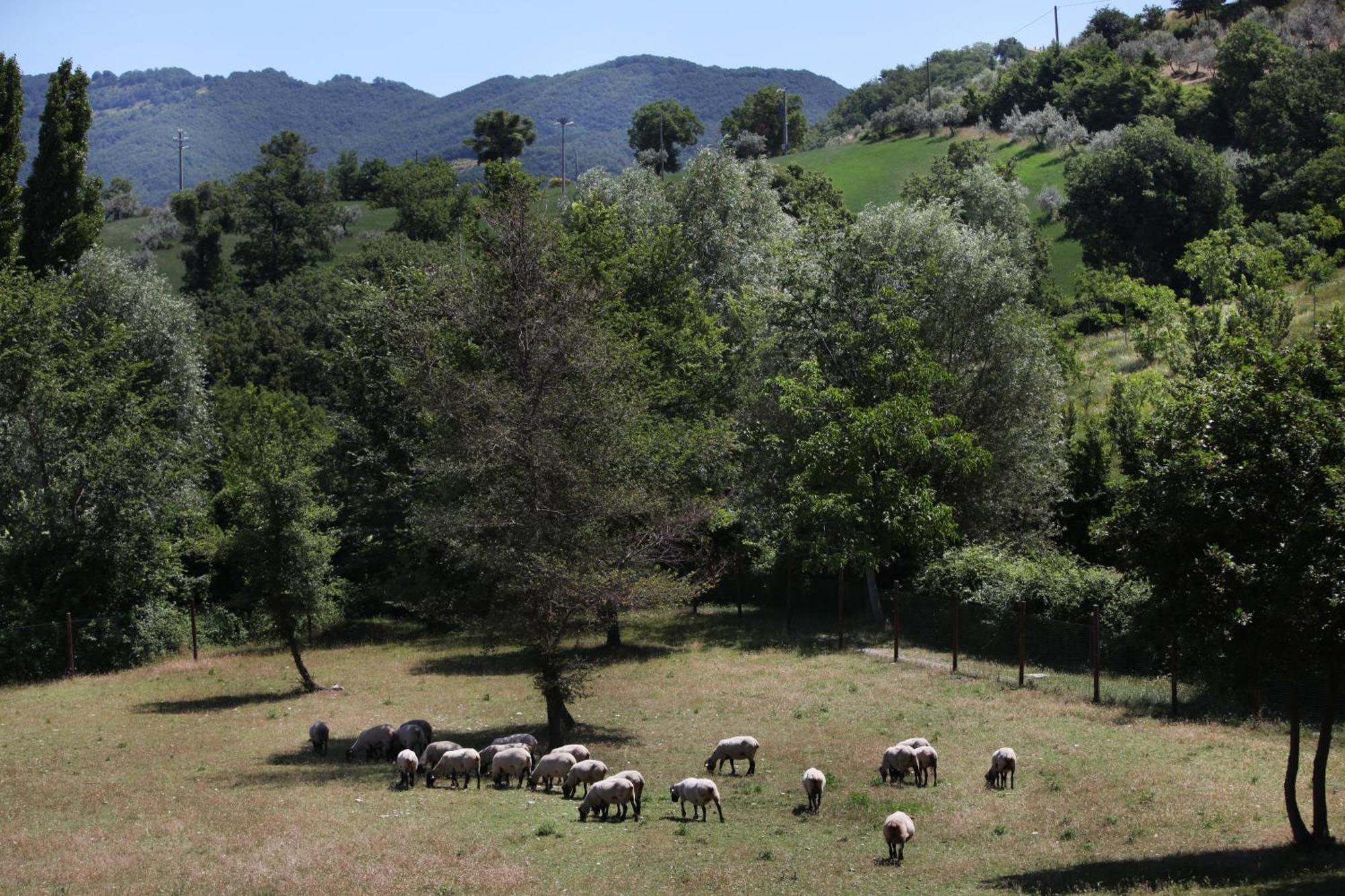 Agriturismo Il Castello Ασίζη Εξωτερικό φωτογραφία