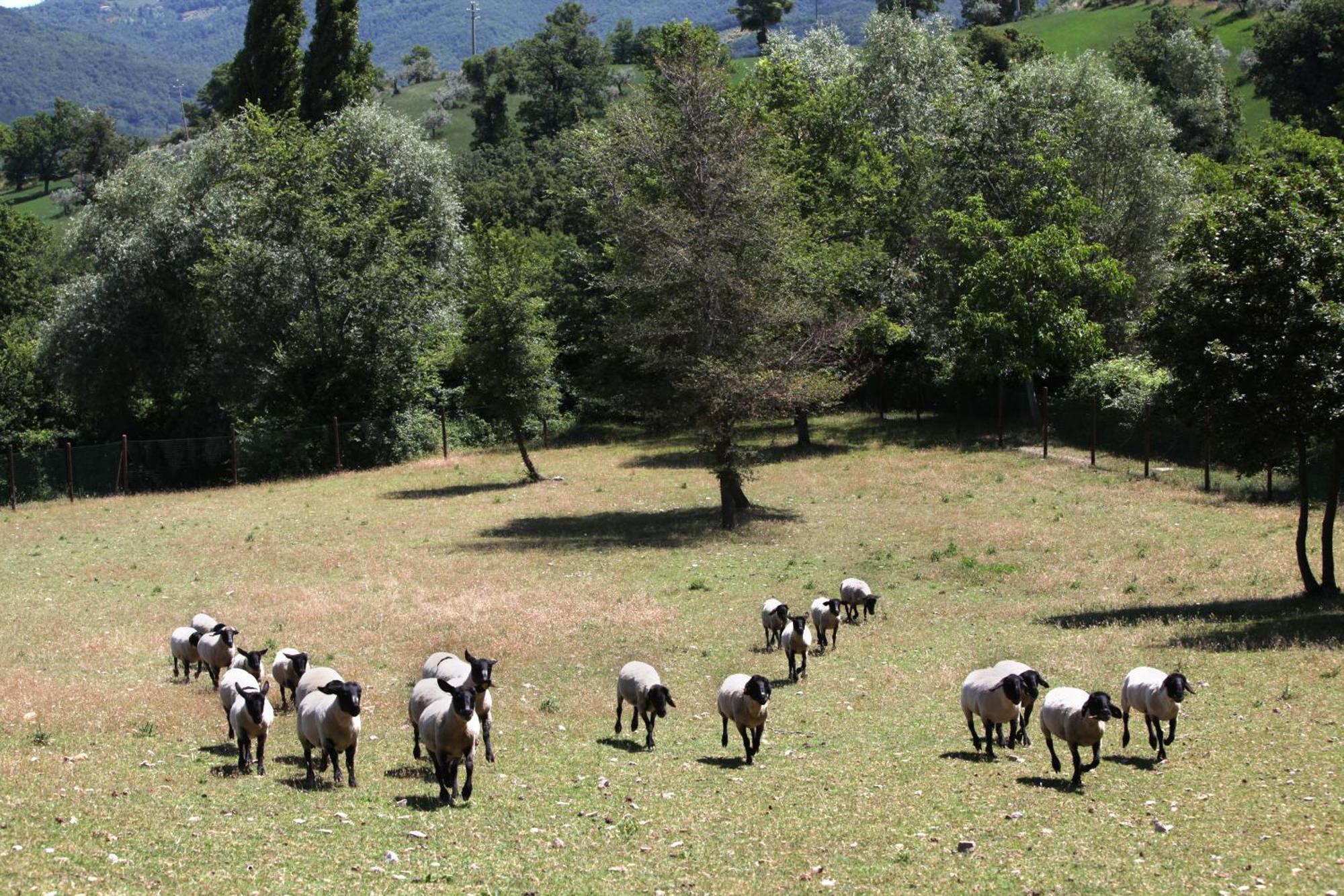 Agriturismo Il Castello Ασίζη Εξωτερικό φωτογραφία